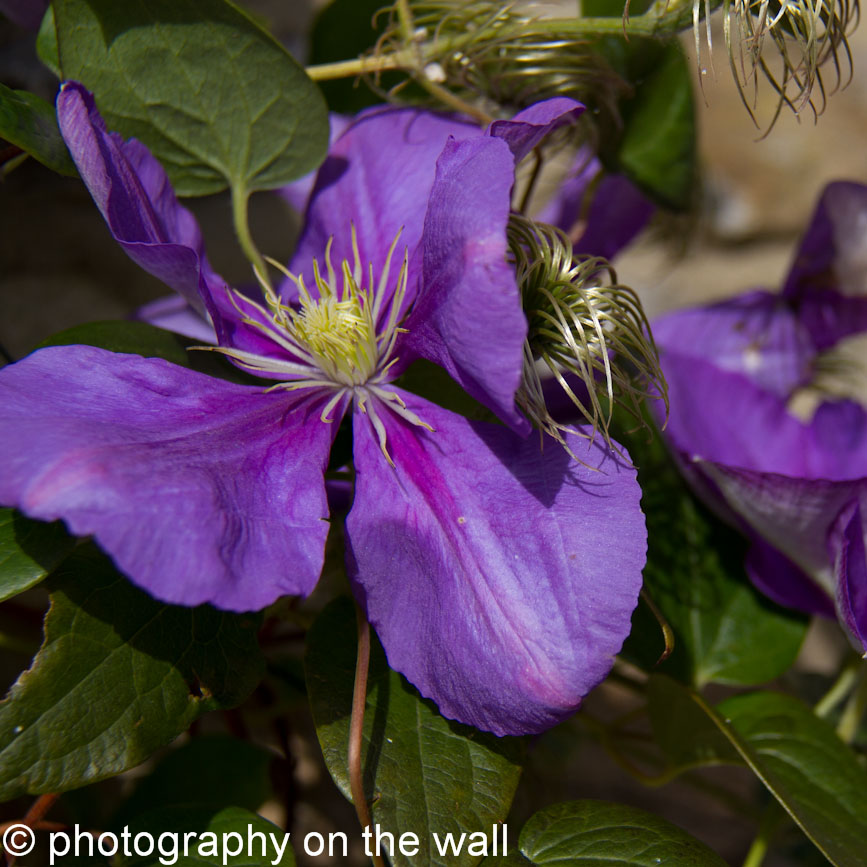 Purple Flower. 50cmx50cm, 70cmx70cm